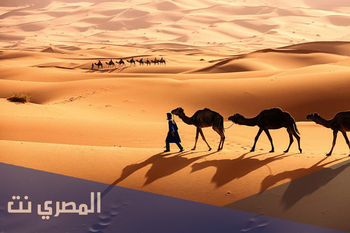 العايد وش يرجعون