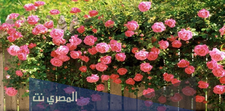 انواع الورد في العالم واسمائها بالصور
