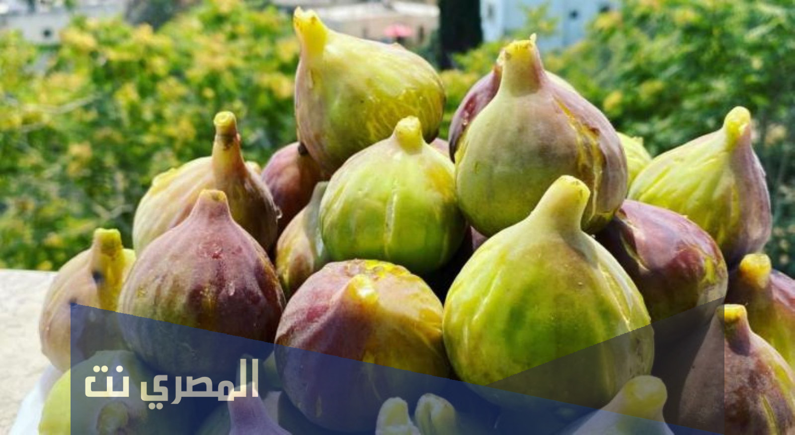 أهمية تناول التين 2022 وقيمته الغذائية