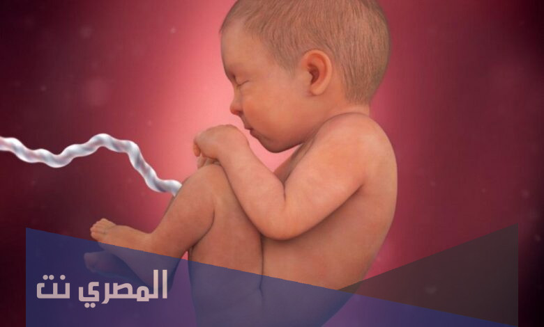 نمو جنينك في الأشهر الثلث الأول من الحمل