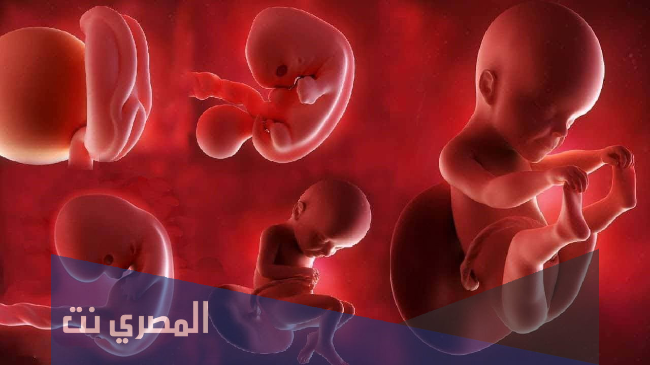 الأطعمة المفيدة للجنين في الأشهر الأولى نمو جنينك مرتبط بهذه الأطعمة