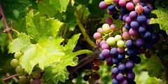 تعرف على فوائد العنب الأسود الصحية للحوامل 2025