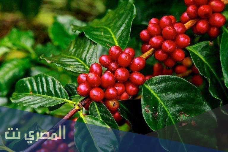 كم سنة تحتاج شجرة البن لتنتج ثمارها