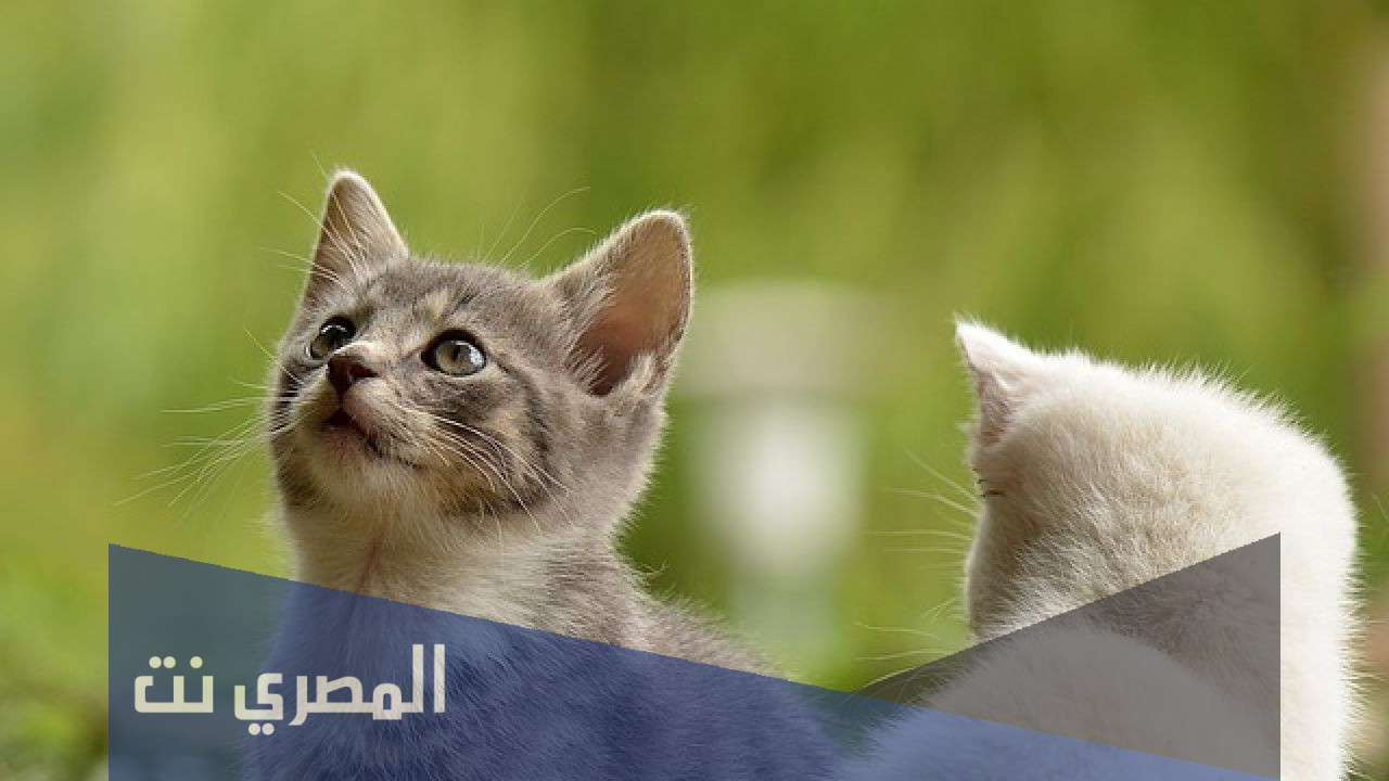 كم سنة تعيش القطط