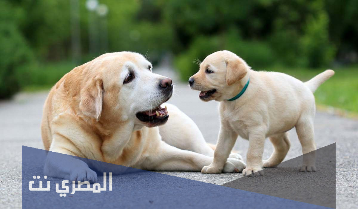 كم سنه يعيش الكلب
