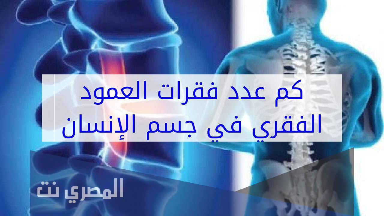 كم عدد الفقرات في العمود الفقري