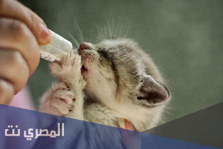 كم غرامة مخالفة نظام الرفق بالحيوان