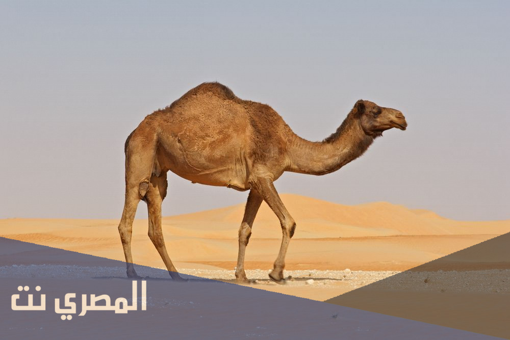 كم يبلغ عدد دول الأعضاء بالمنظمة الدولية للإبل؟