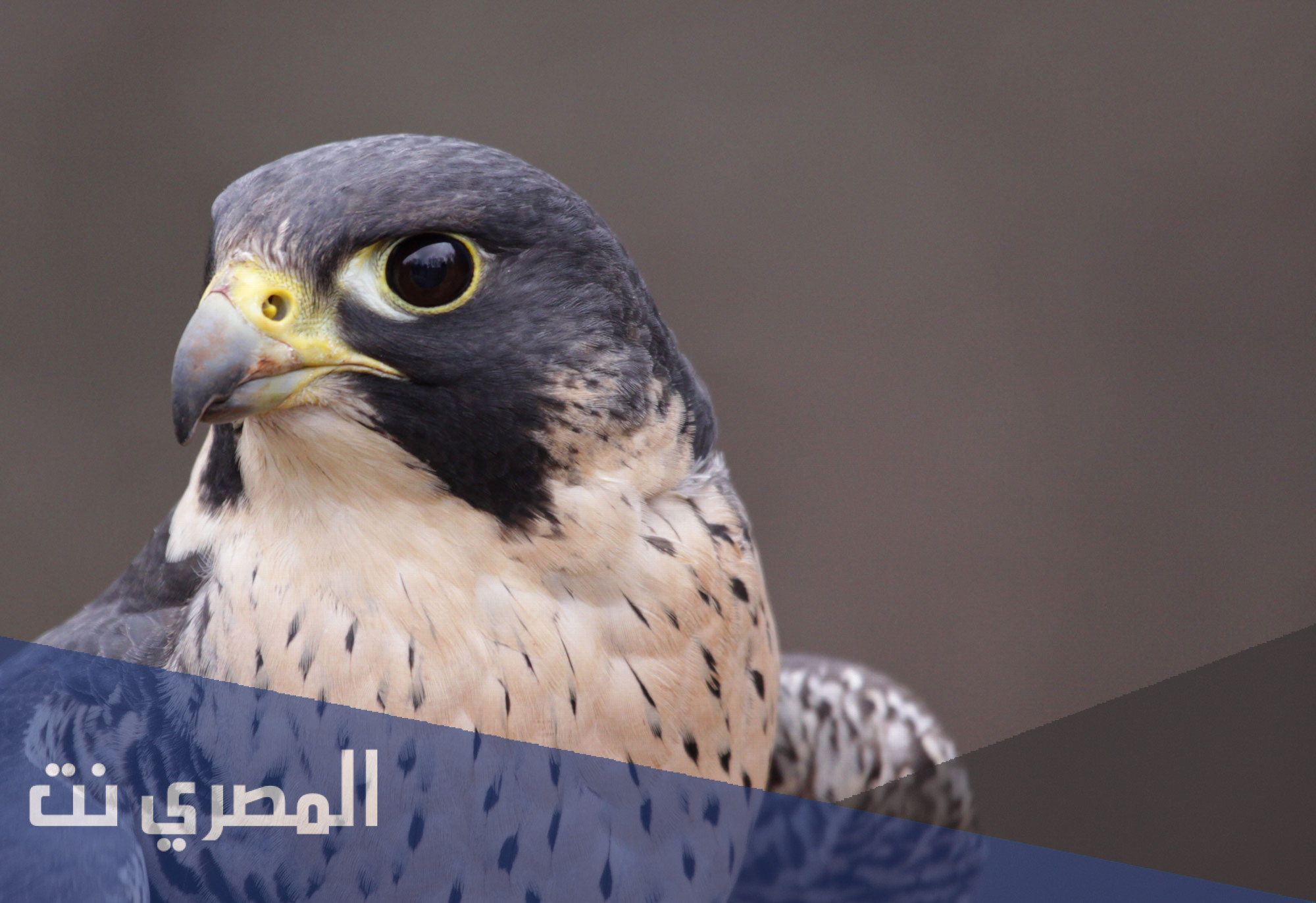 كيفية حجز تذاكر معرض الصقور