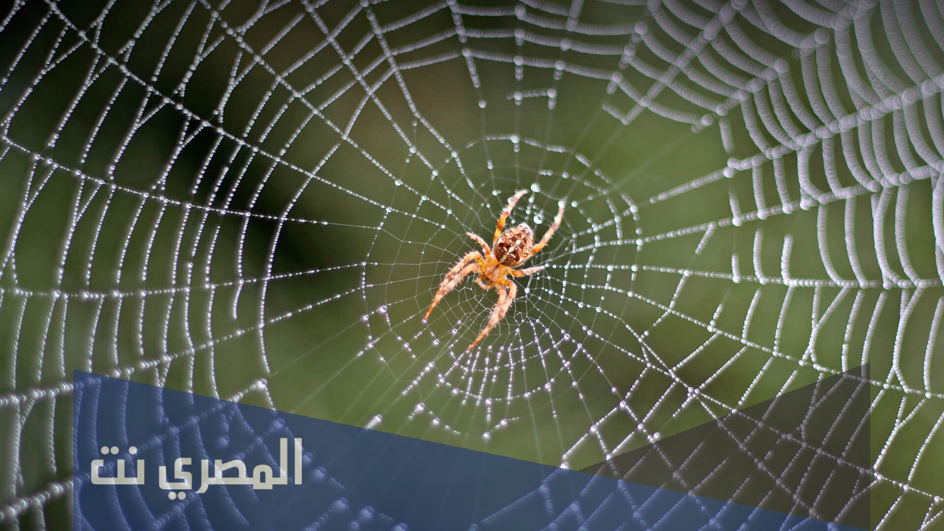 لماذا بيت العنبكوت اوهن البيوت