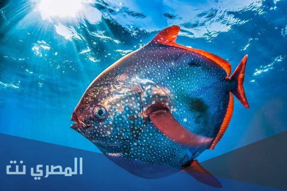 لماذا تفتح السمكه فمها باستمرار في اثناء السباحة