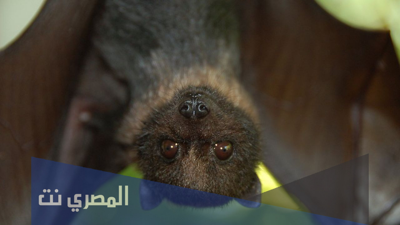 لماذا تنام الخفافيش فى وضع مقلوب