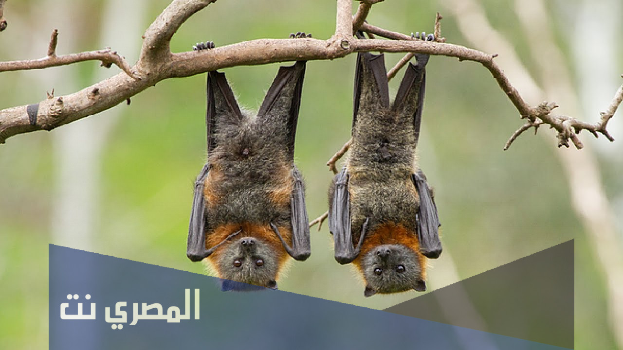 لماذا تنام الخفافيش في وضع مقلوب