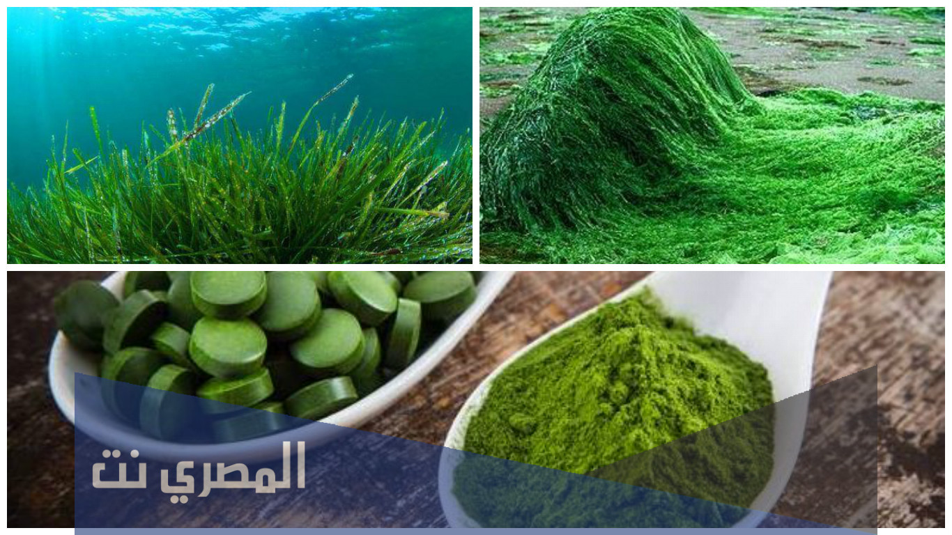 لماذا يعتبر العلماء السبيرولينا منقذ العالم من الجوع