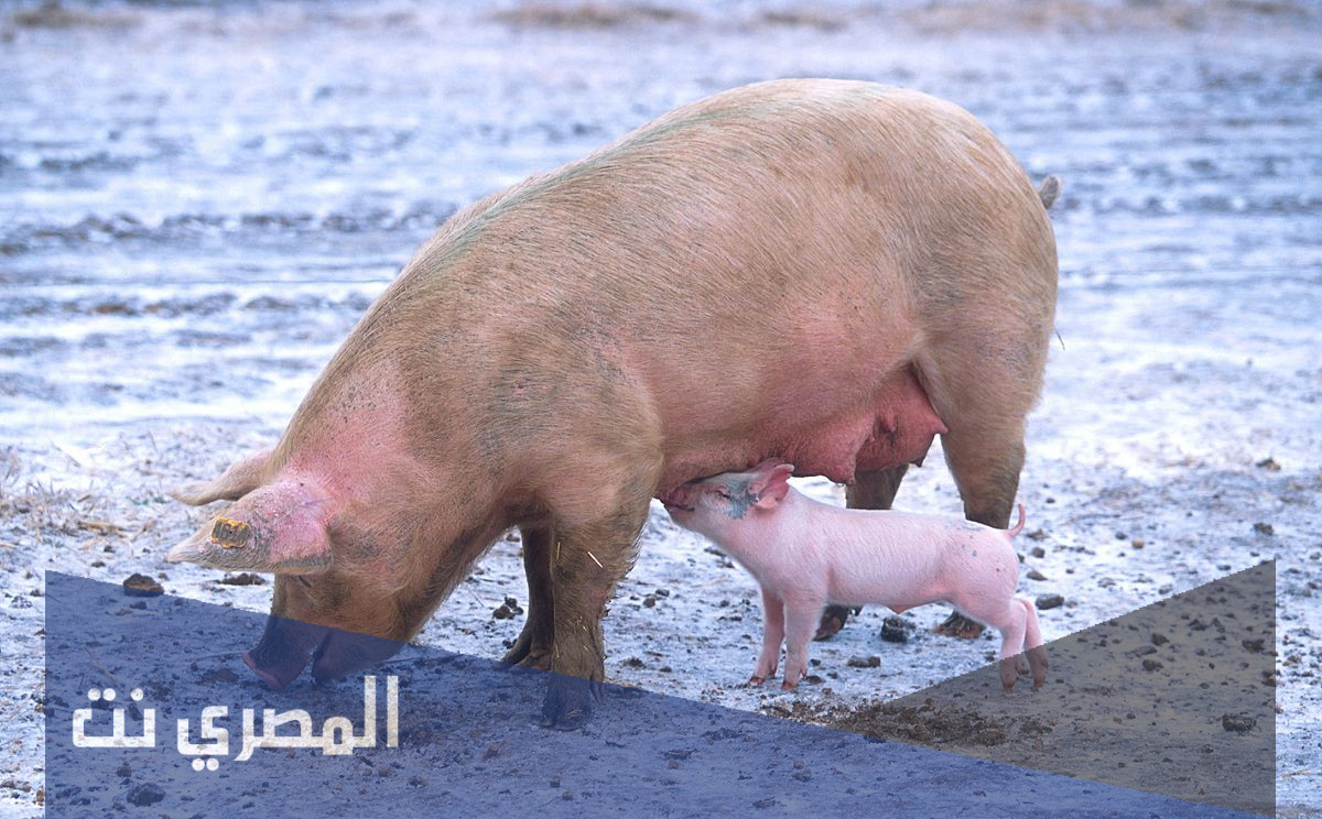 ما هو الاسم العلمي للخنزير