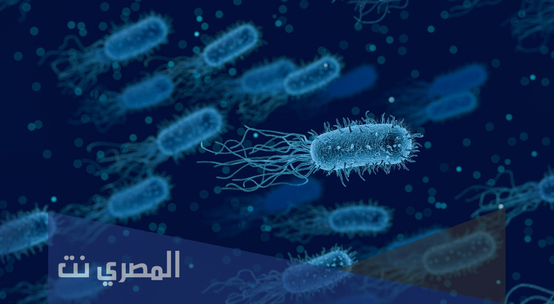 ما هي اعراض جرثومة شيغيلا