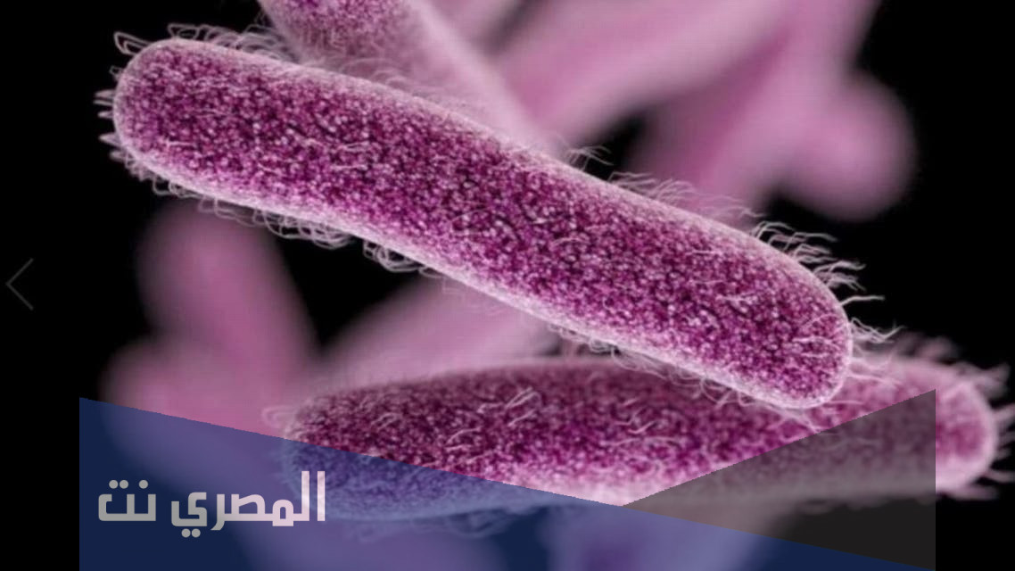 ما هي جرثومة شيغيلا وطرق انتشارها والاصابة بها