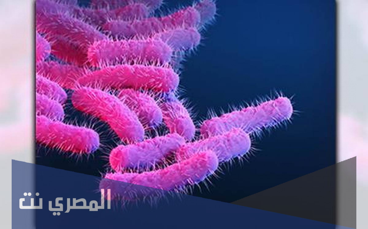 ما هي جرثومة شيغيلا