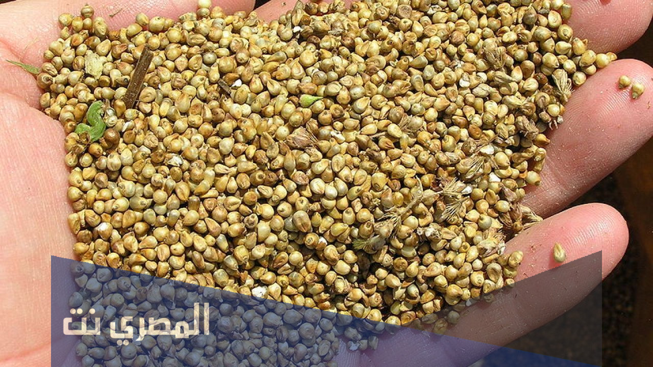 ما هي حبوب الدخن في مصر