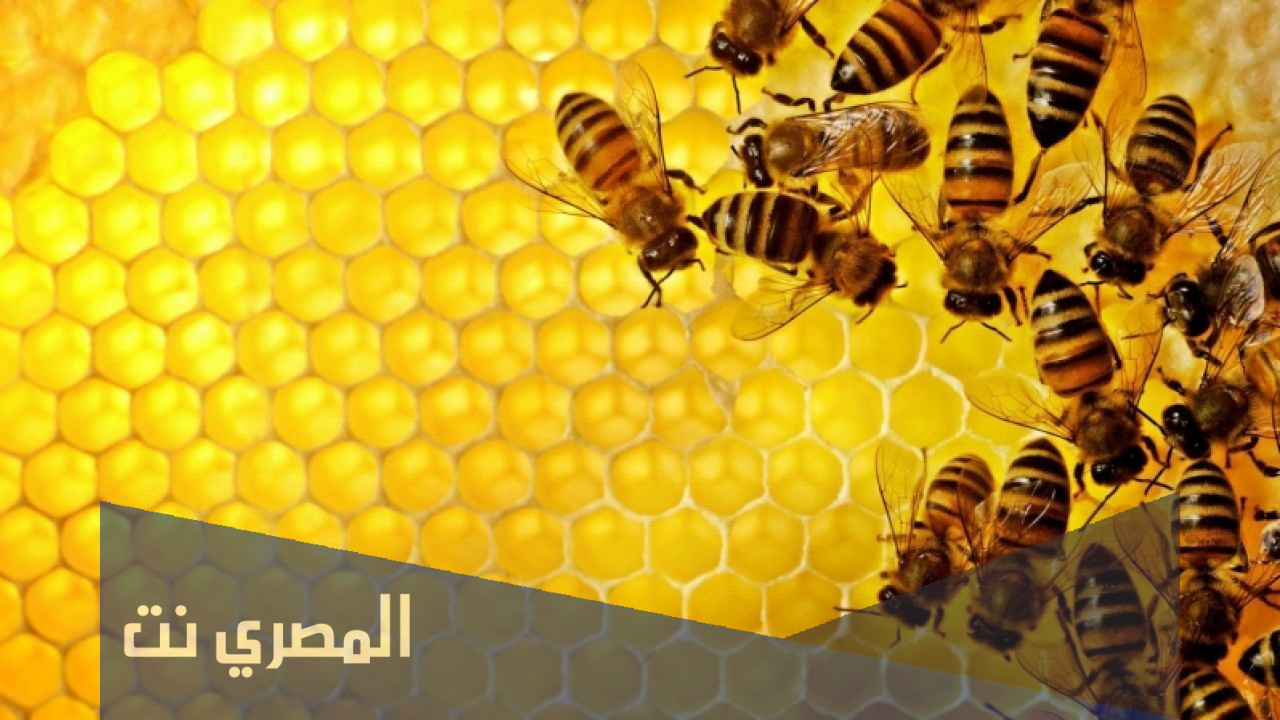 ما هي لغة التخاطب عند النحل