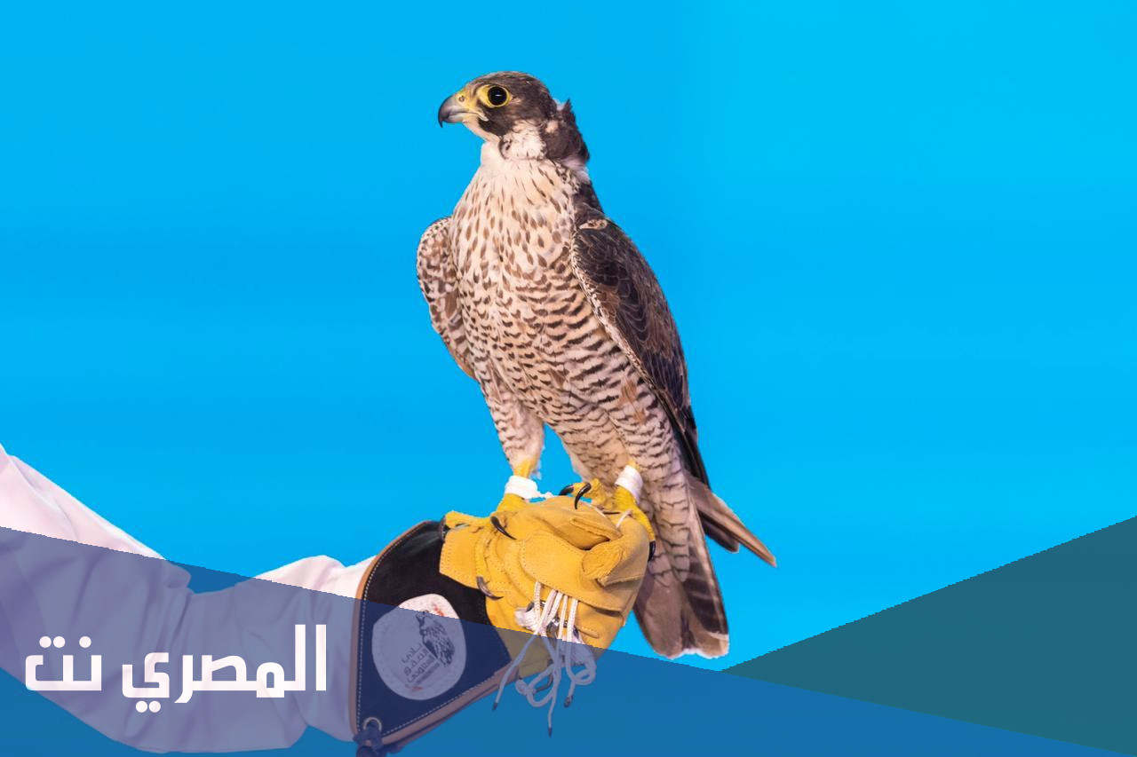 متى يفتح معرض الصقور والصيد السعودي