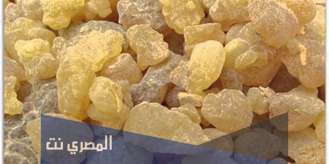 أهمية نبات المر في الحمل