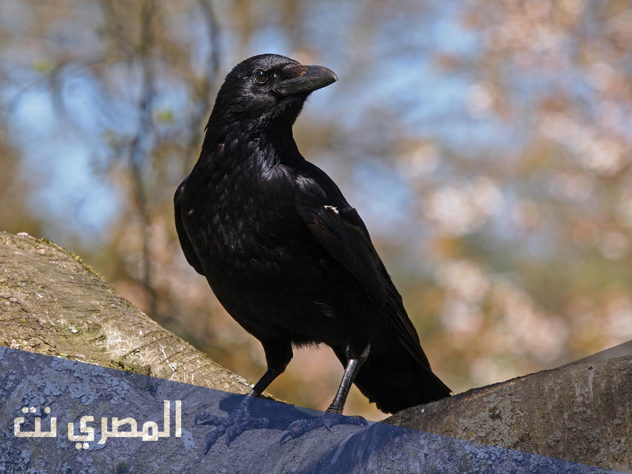 معلومات عن الغراب