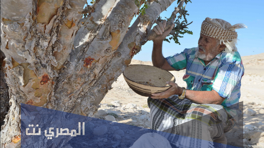 معلومات عن شجرة اللبان