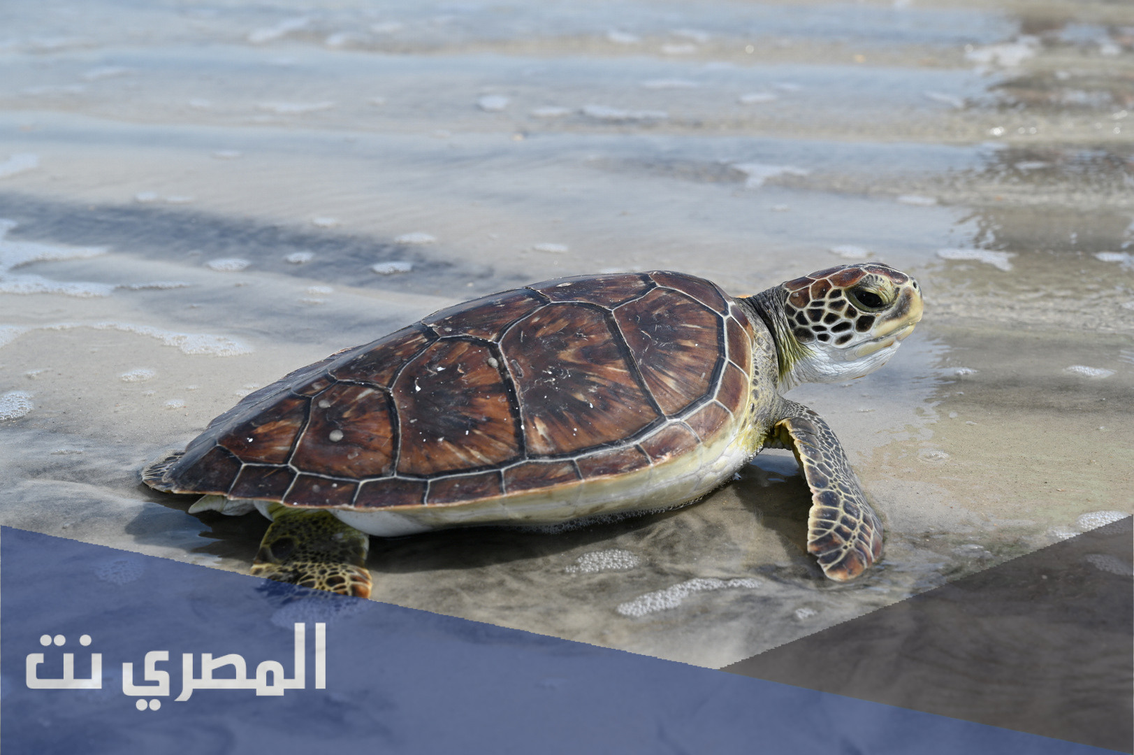 من اين تتنفس السلحفاة البحرية