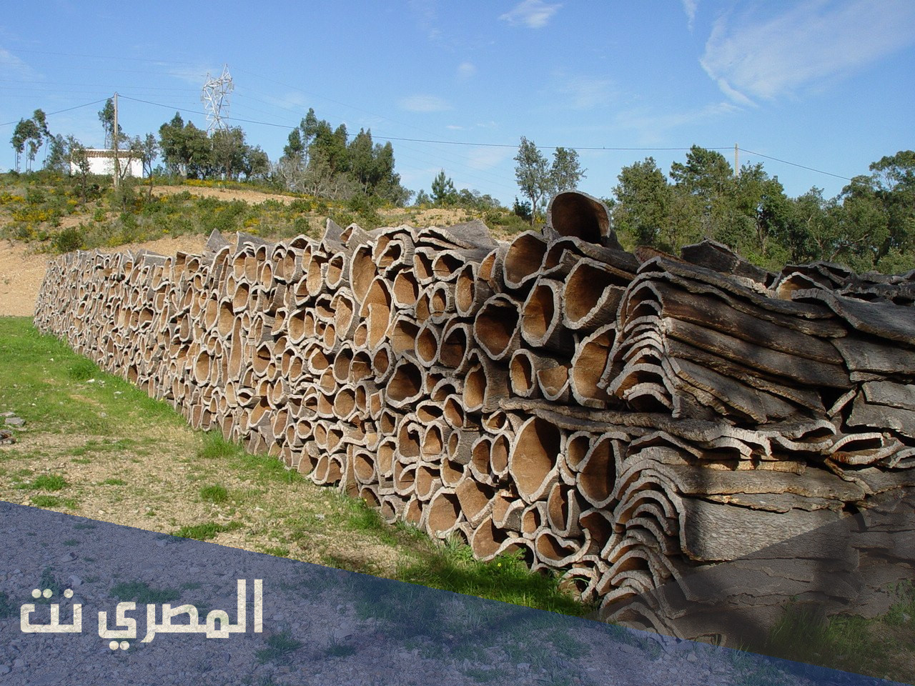 من اين يستخرج الفلين الطبيعي