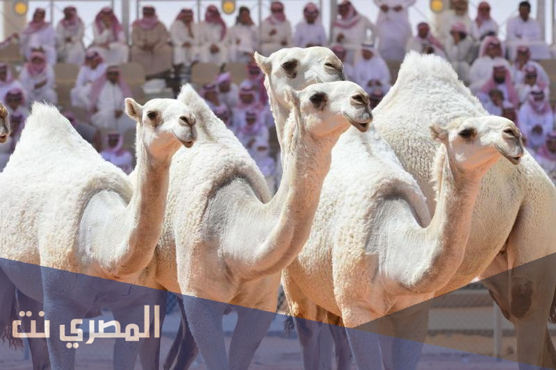 موعد التسجيل في مسابقة الفحل المنتج