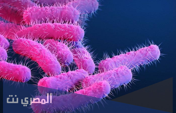 هل توجد جرثومة شيغيلا في السعودية