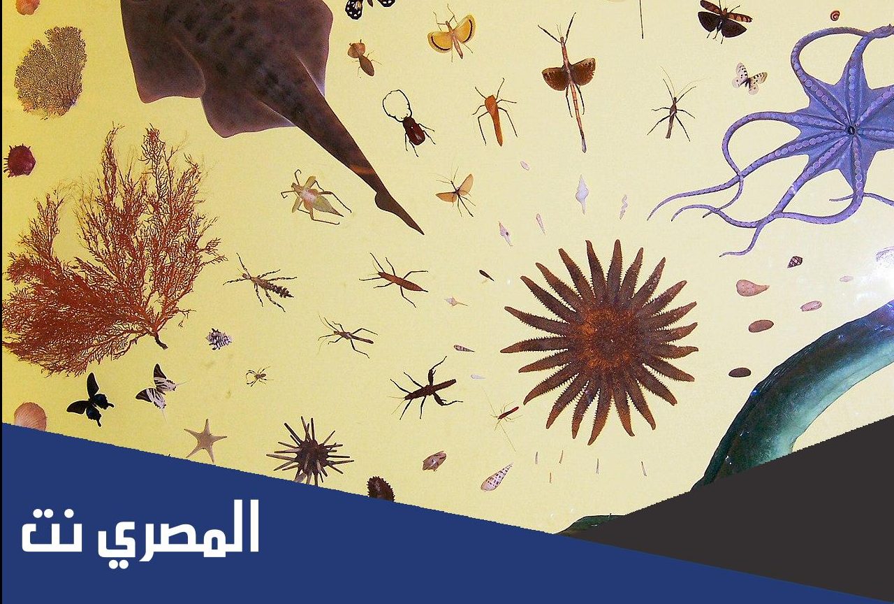 كم عدد أنواع التناظر