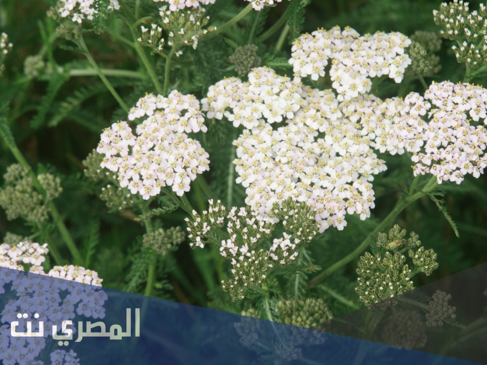 معنى اسم يارو وحكم تسميته في الشريعة الإسلامية