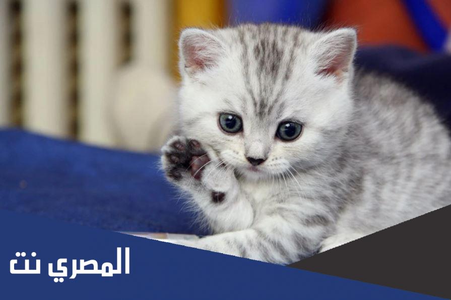 أجمل اسماء قطط ذكور عربية ومعانيها 2022