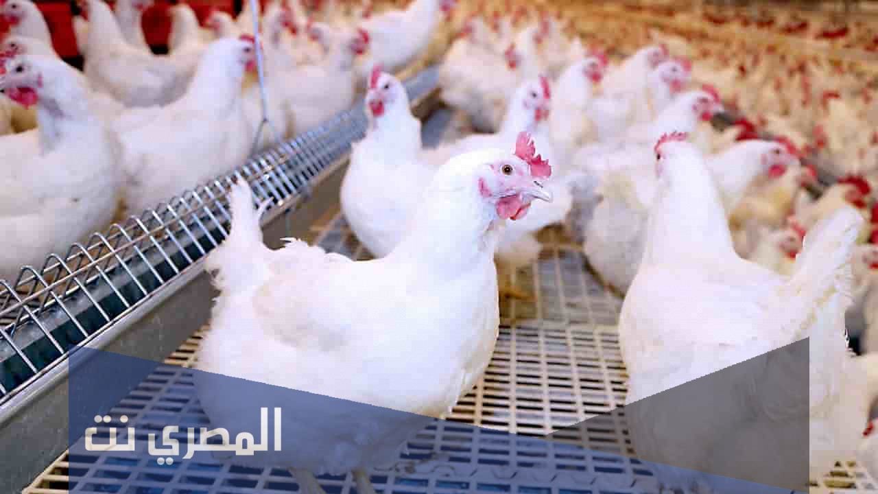 أسعار الفراخ البيضاء اليوم في الأسواق للمستهلك