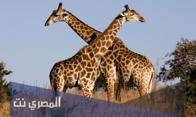 اسم زوج الزرافة وأهم المعلومات عنه