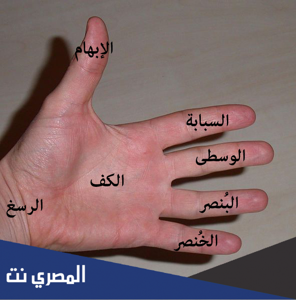 اسماء الاصابع بالعربي