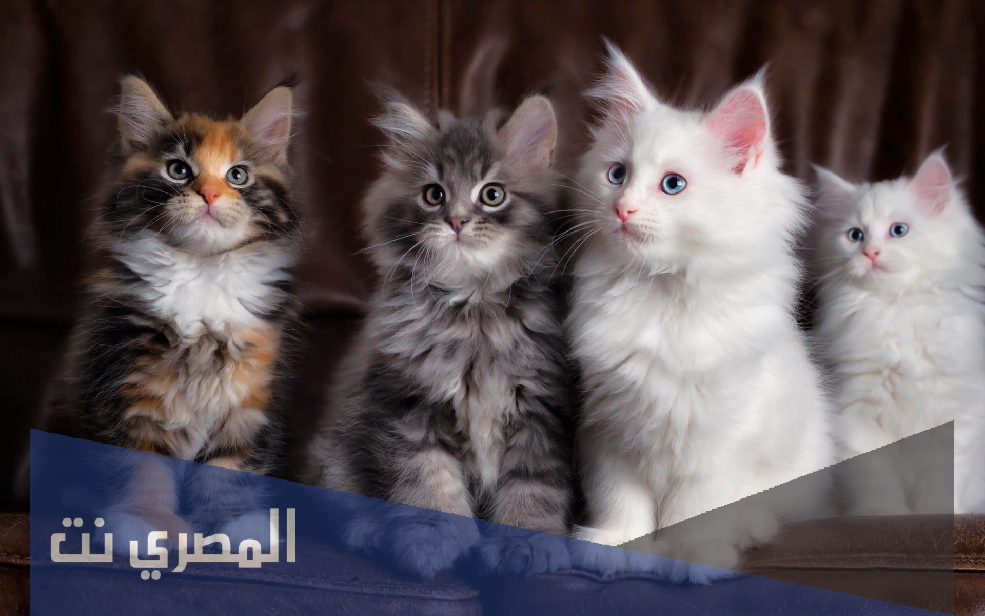 افضل انواع القطط في السعودية واسعارها وصورها