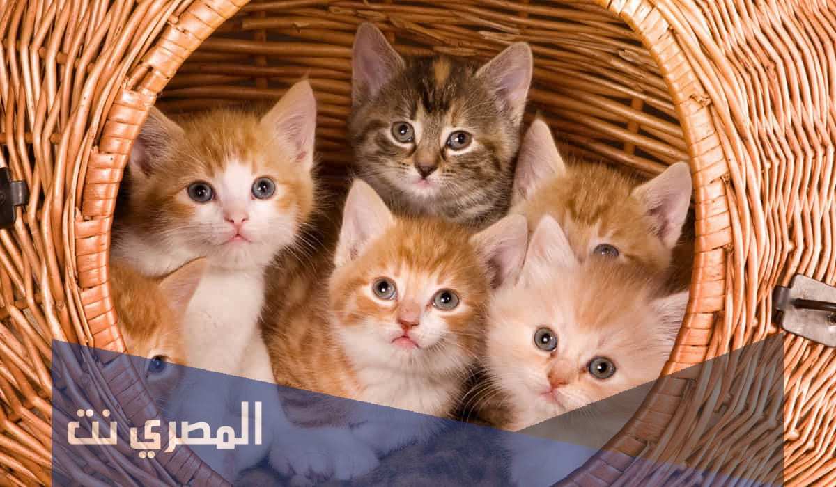 افضل انوع القطط 2022