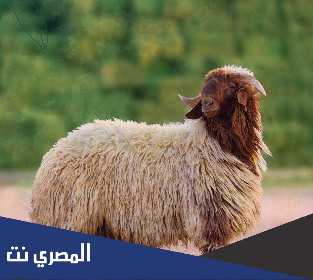 افضل تطبيق ذبائح في المدينة المنورة