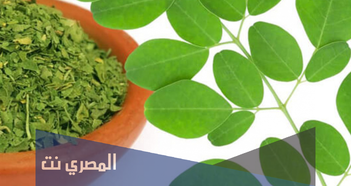 اين تباع المورينجا في مصر