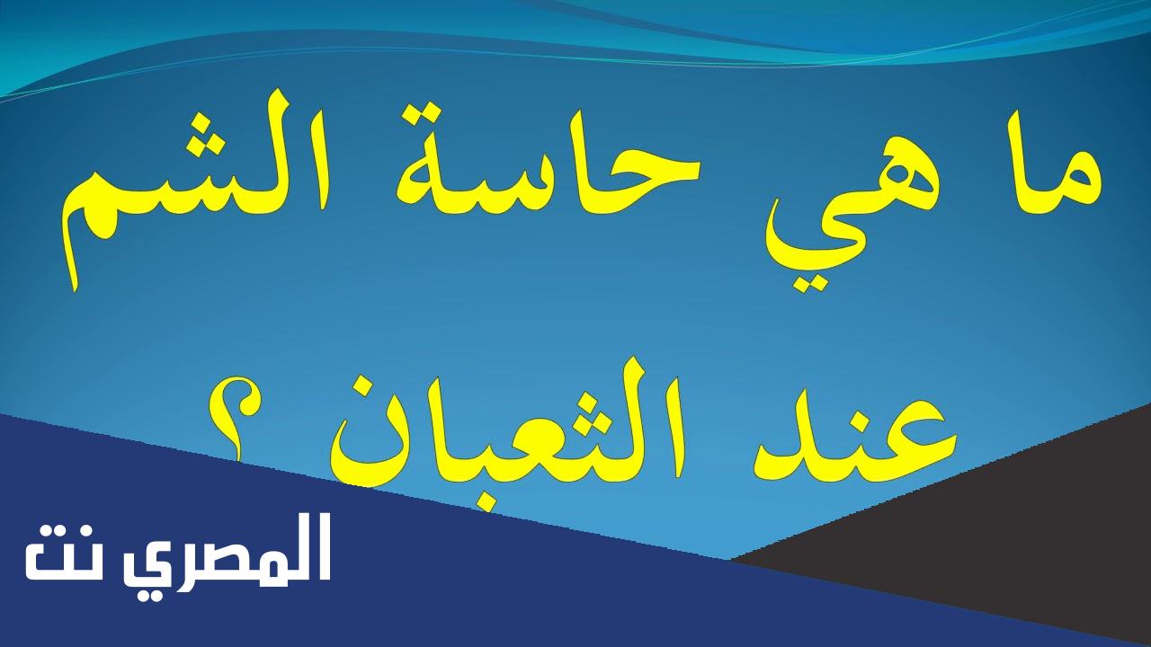اين توجد حاسة الشم عند الثعبان