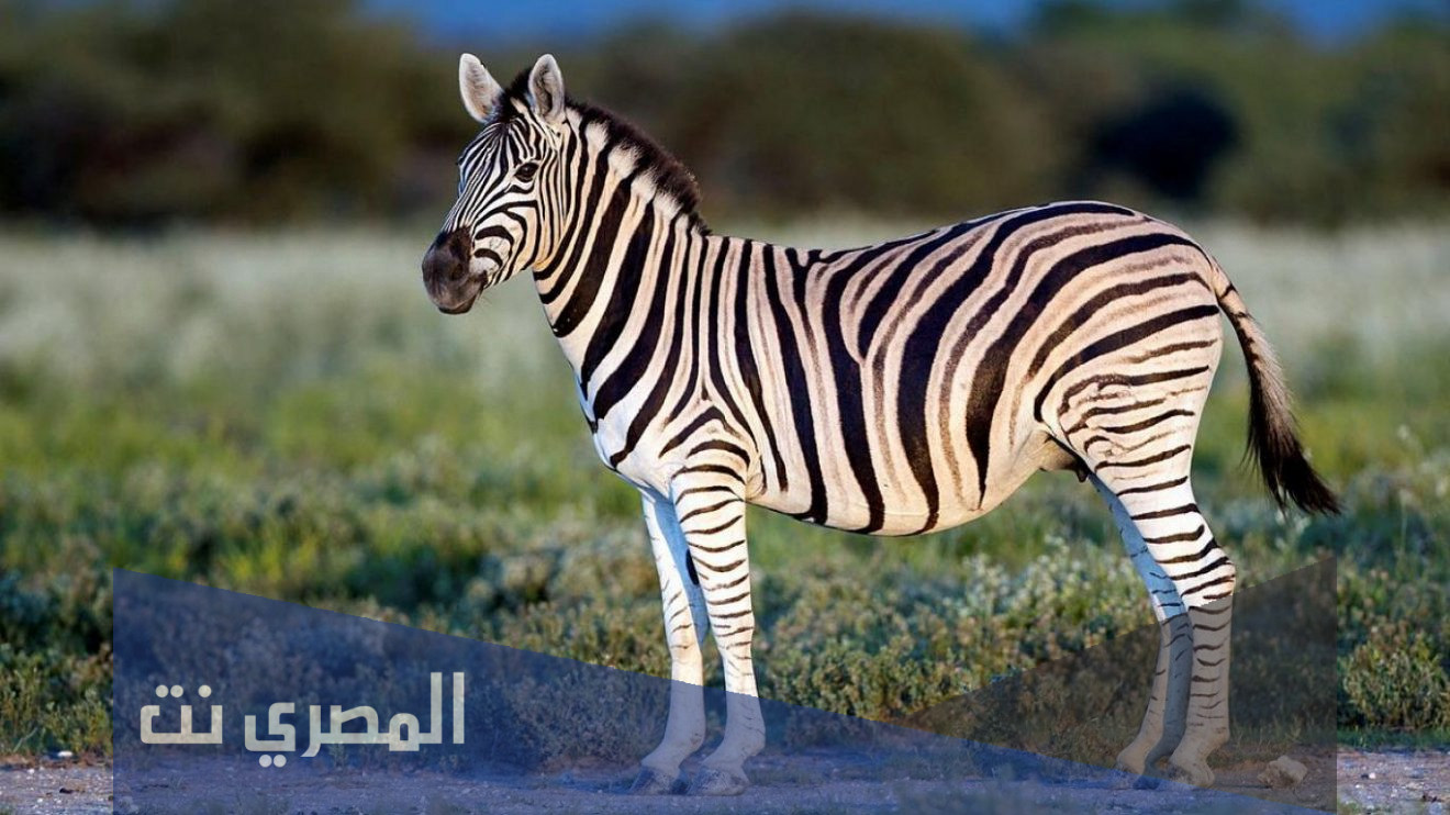 اين يعيش الحمار الوحشي في موطن