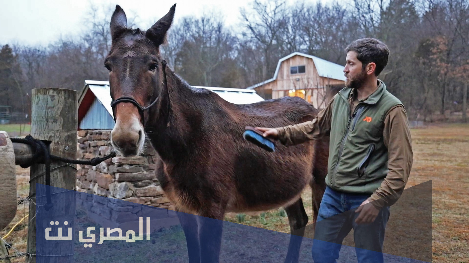 من هو صاحب بغلة النبي