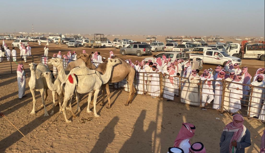 تفاصيل مزاد ضريه للابل 1443