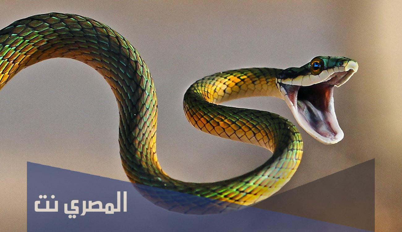 ما هي حاسة الشم عند الثعبان