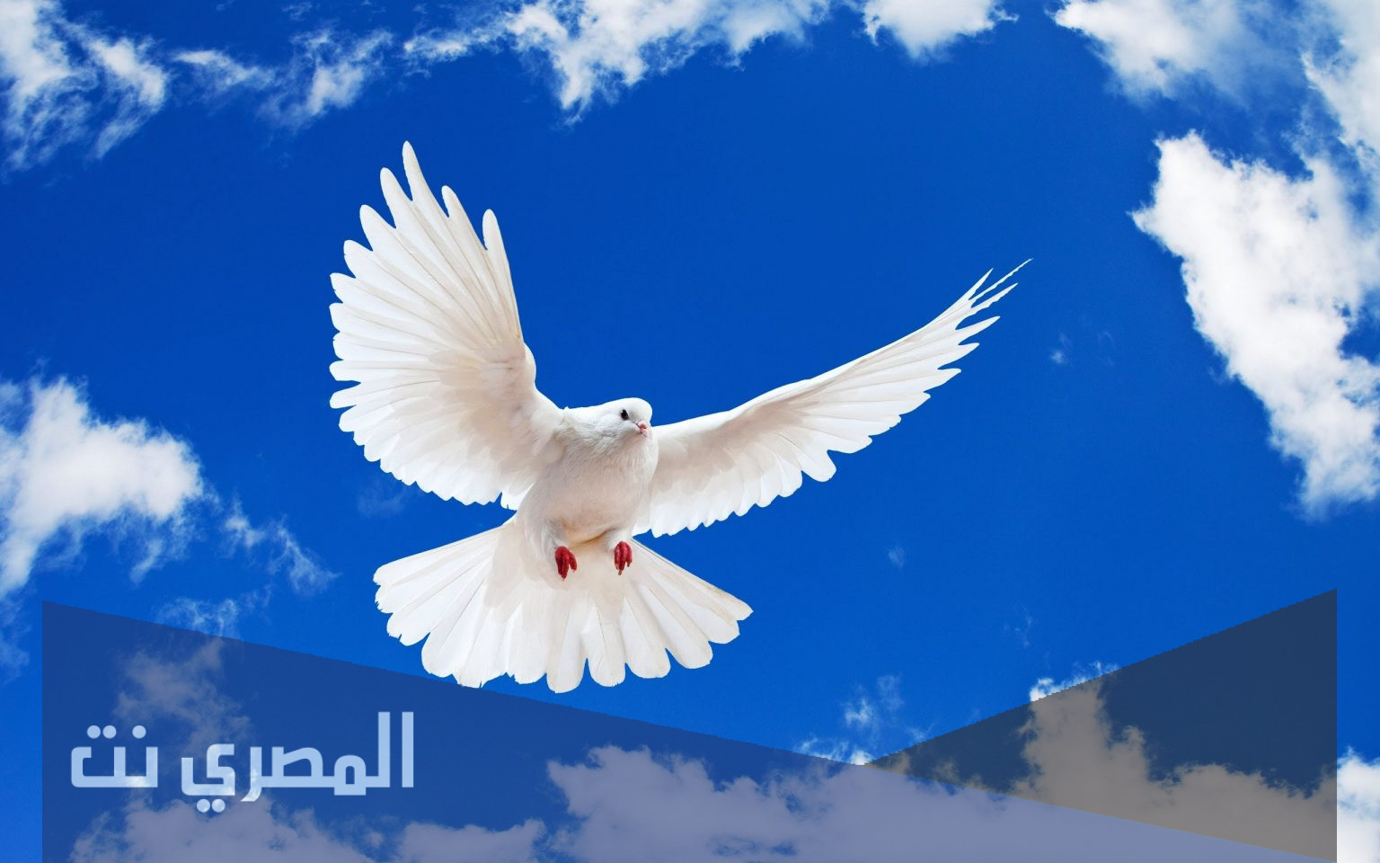 اول من رسم الحمامه كرمز للسلام