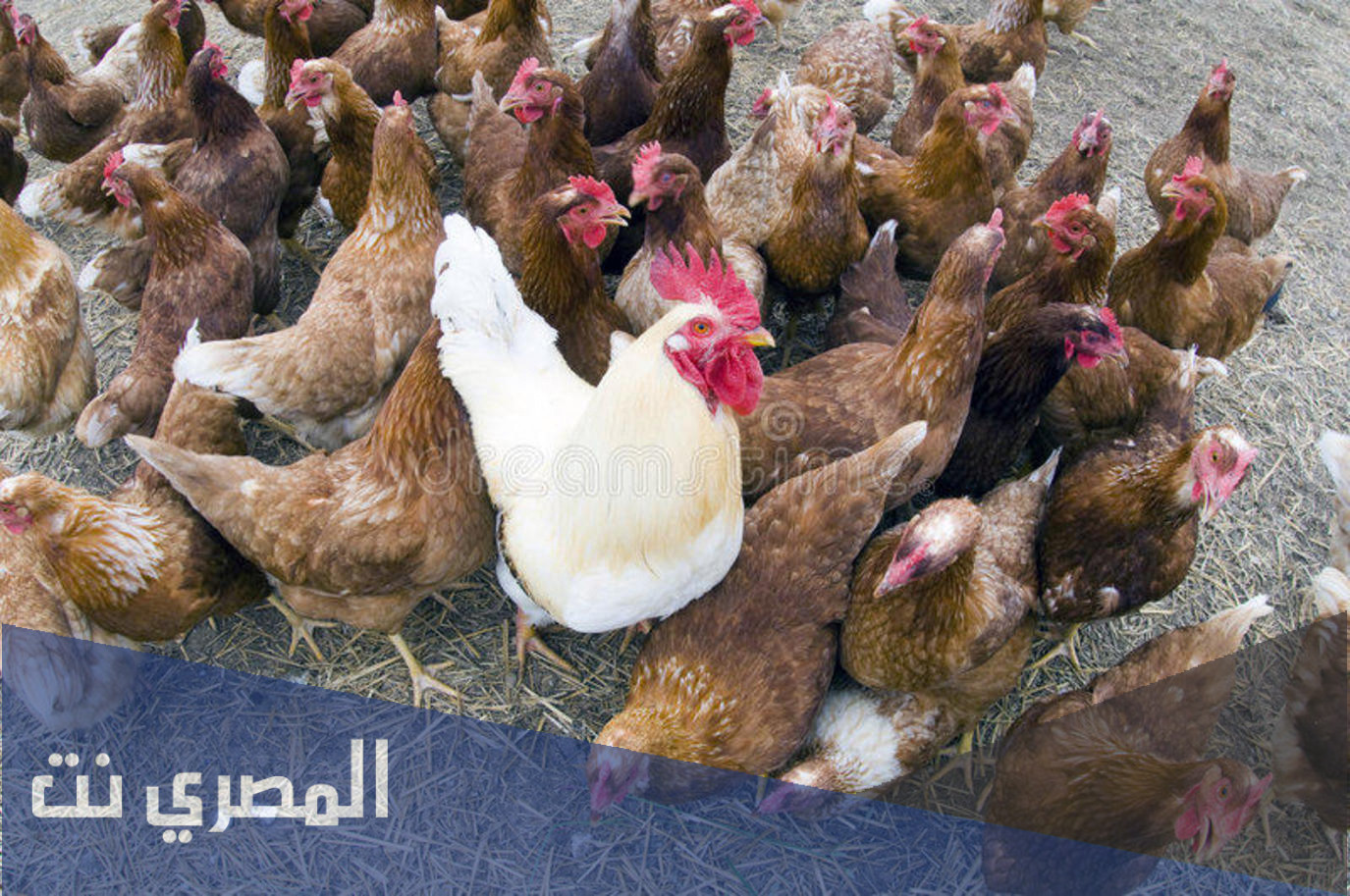 هل الدجاج يبيض بدون ديك
