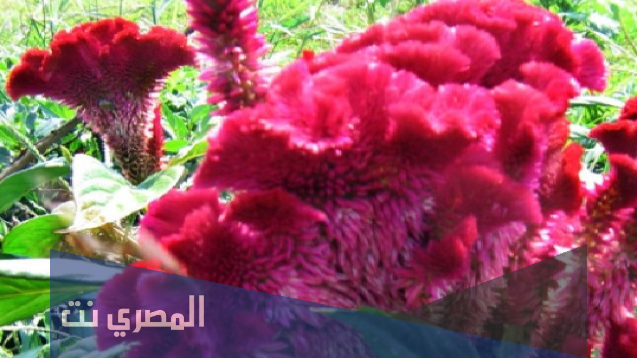 زهرة عرف الديك ويكيبيديا